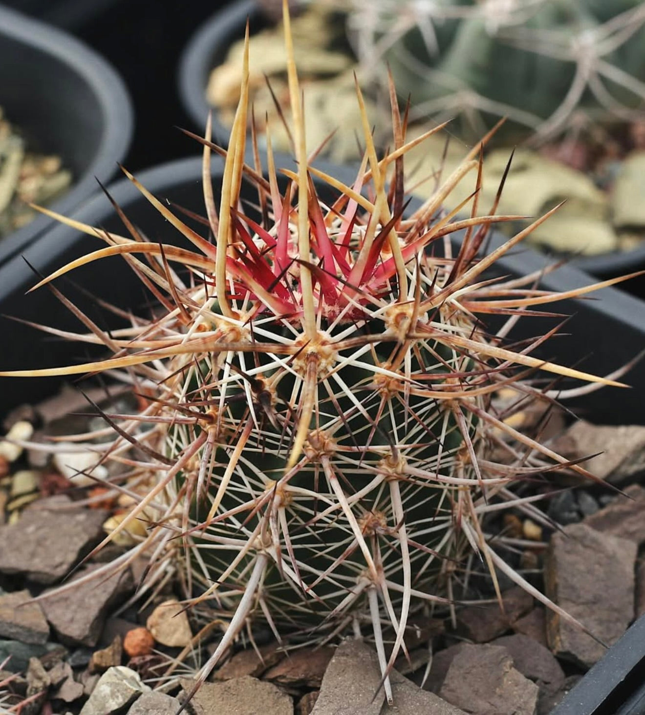 에키노세레우스 페레리아누스 선인장, 촘촘하고 긴 가시와 선명한 붉은 중앙 가시가 있는 화분