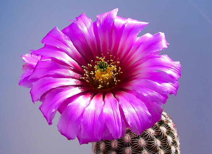 Echinocereus fitchii SEEDS