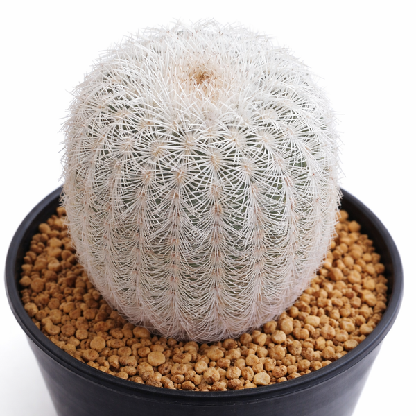 Echinocereus fitchii SEEDS