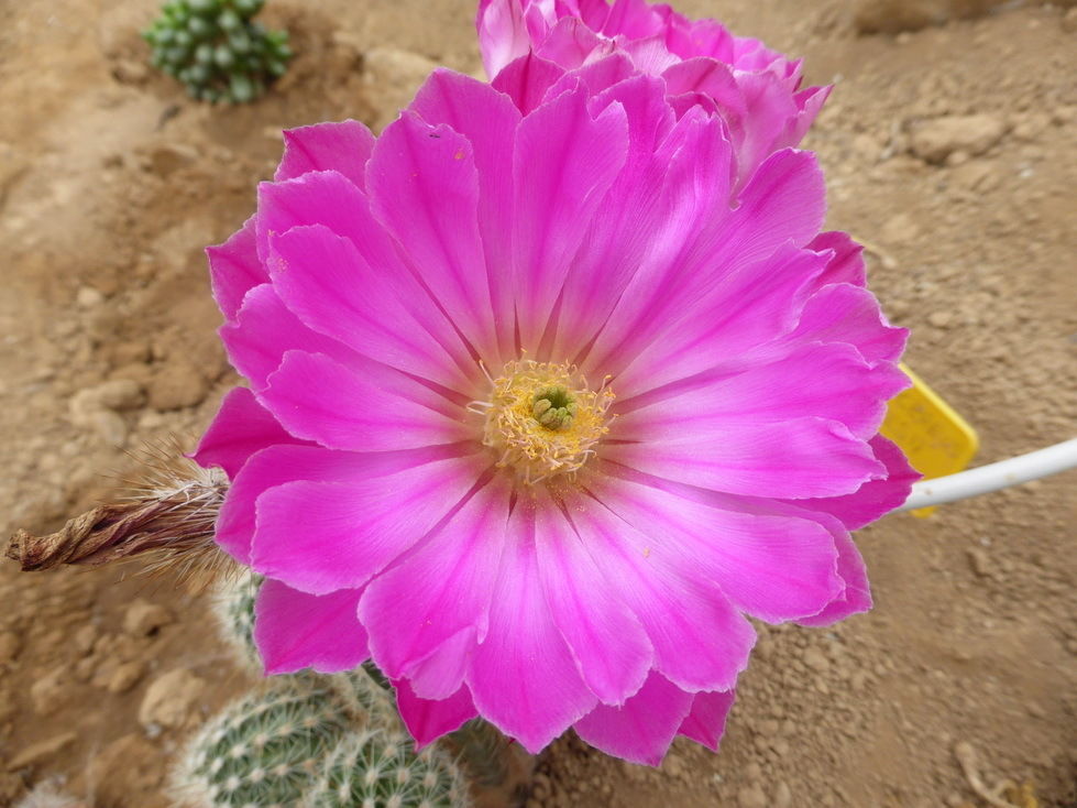 Echinocereus floresii CL_28N SEEDS