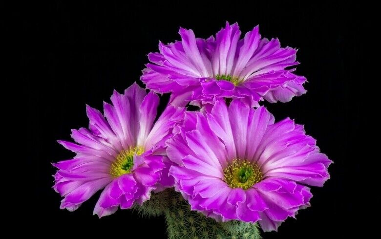 Echinocereus floresii SEEDS