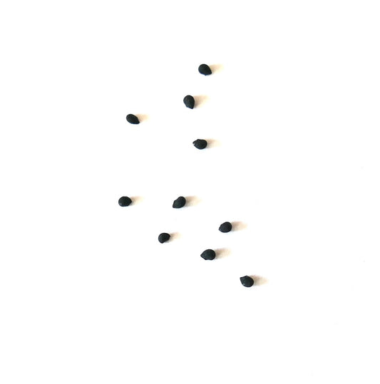 Graines de petit cactus noir Echinocereus freudenbergeri sur fond blanc