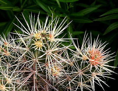 Echinocereus hancockii MD_02 SEEDS