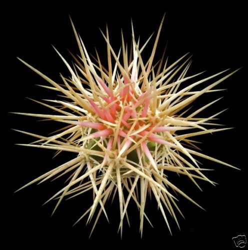 Echinocereus hancockii SEEDS