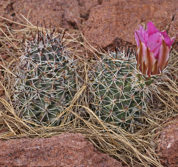 Echinocereus hempelii SAMEN