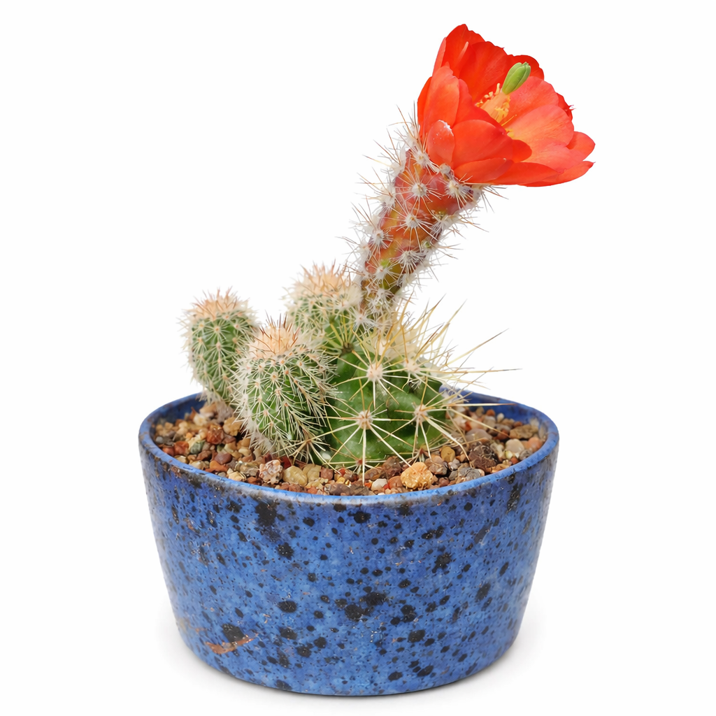 Echinocereus klapperi petit cactus avec fleur orange vif et tiges vertes épineuses dans un pot bleu