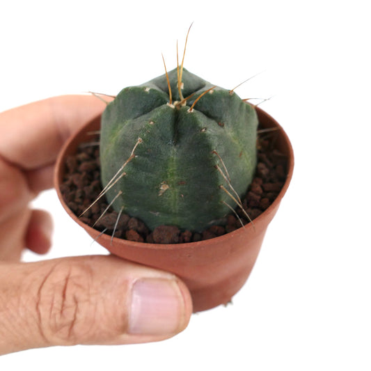 Echinocereus knipellianus 4,5cm