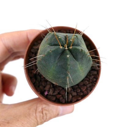 Echinocereus knipellianus 4,5cm