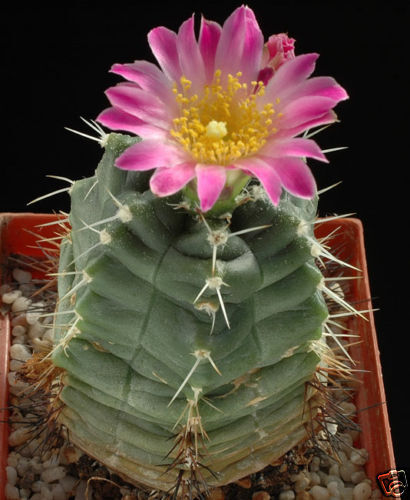 Echinocereus knippelianus SEEDS