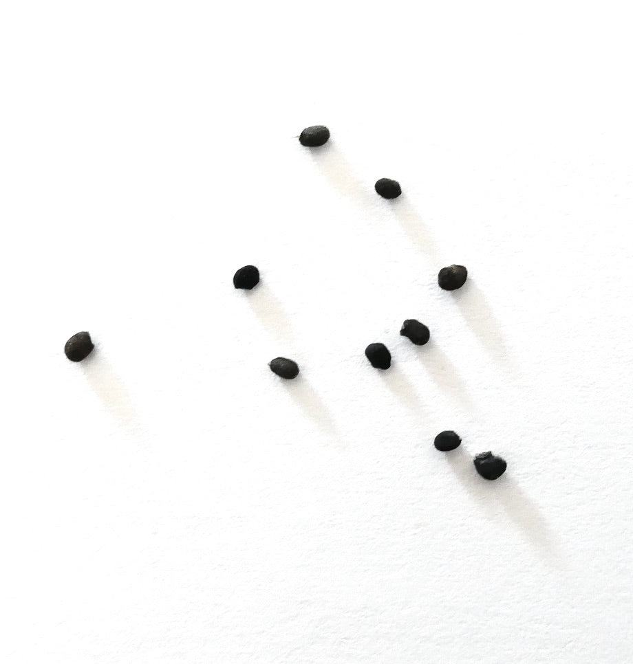 Graines de cactus Echinocereus knippelianus dispersées sur fond blanc