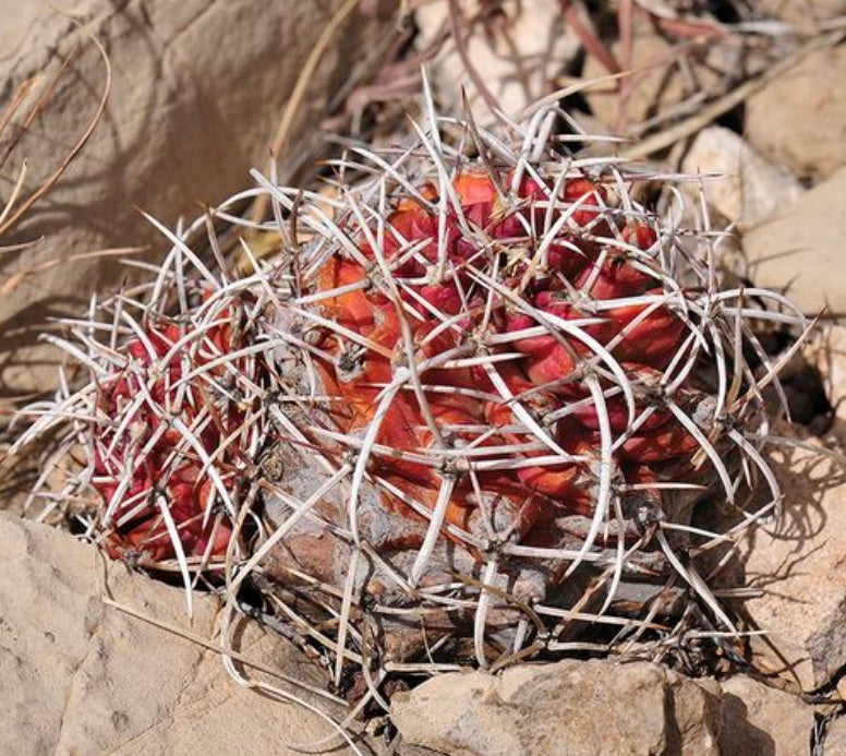 Echinocereus kuenzleri lyserød sukkulent kaktus med tette, lange, hvite torner på steinete jord