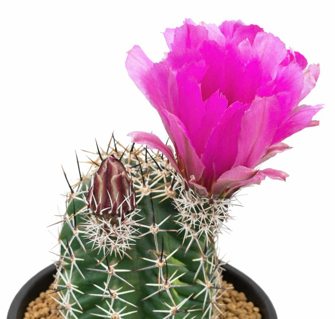 Echinocereus kuenzleri sukkulent kaktus med lyserosa blomst og skarpe pigger i potte