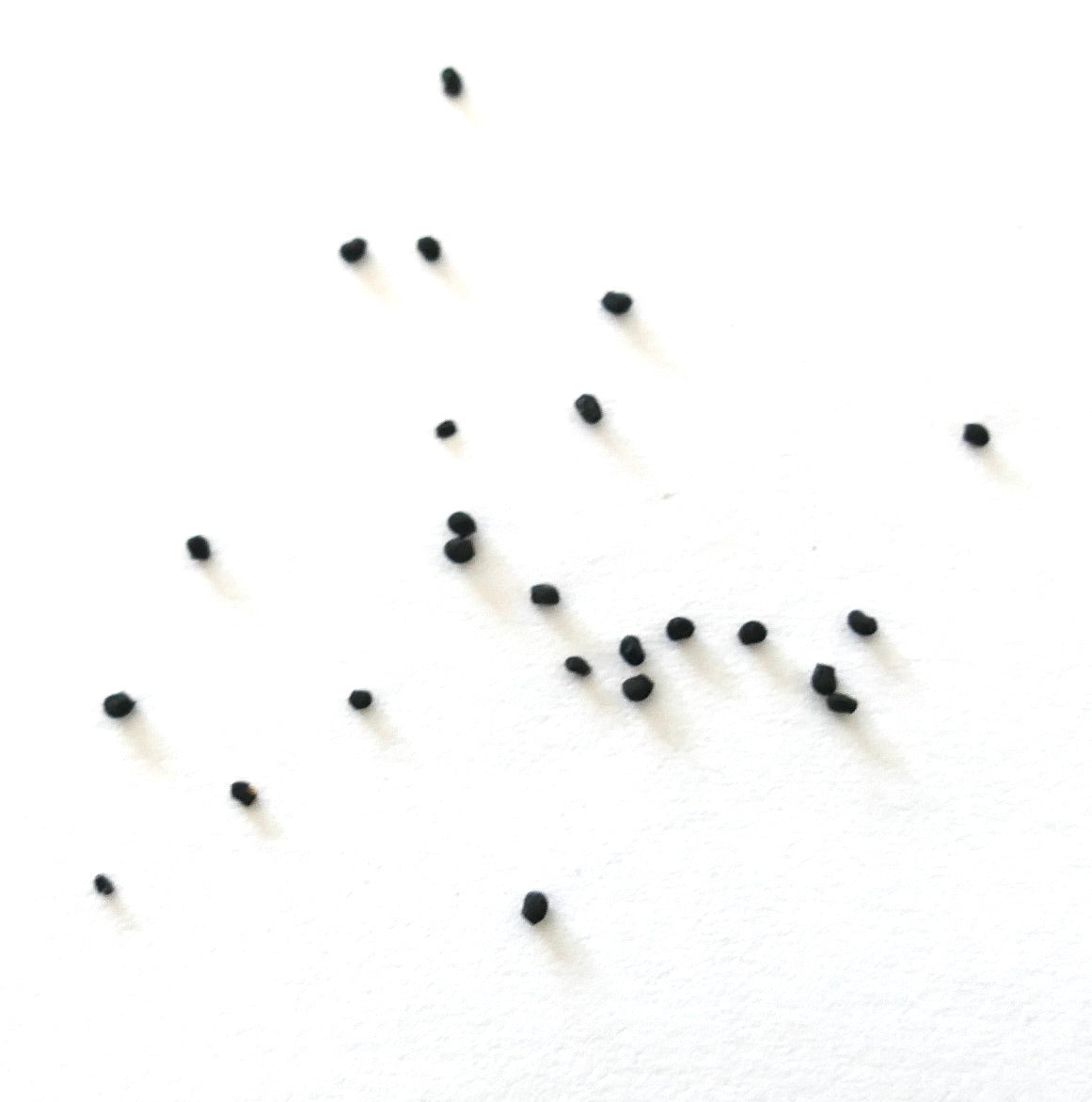 에키노세레우스 라우이 씨앗 작은 검은색 선인장 씨앗 모음 흰색 배경 위에