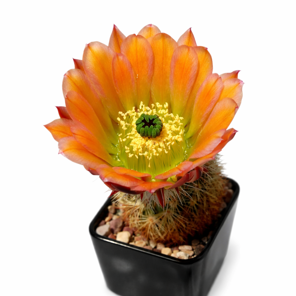 Echinocereus lloydii cactus en flor con vibrantes pétalos naranjas y tallo verde espinoso en maceta