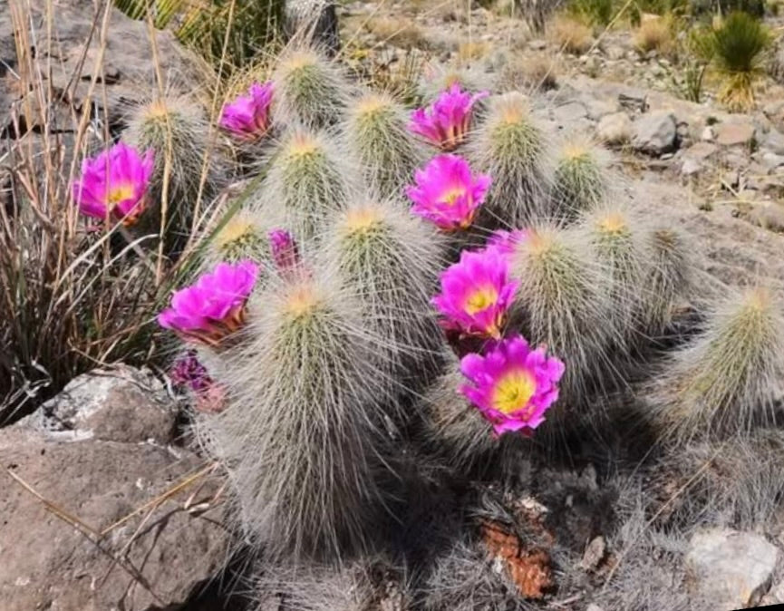 echinocereus longisetus Echinocereus longisetus SEEDS