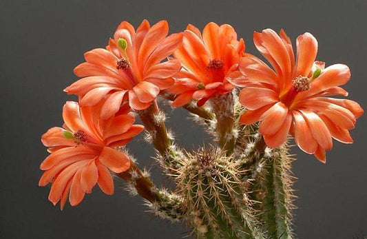 Echinocereus matthesianus SEEDS