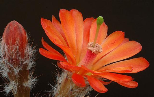 Echinocereus matthesianus clone_23B SEEDS