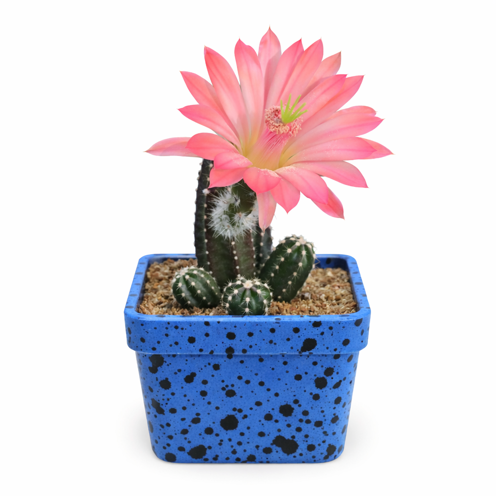 Echinocereus matudae sukkulent kaktus med livlig rosa blomst i blåflekket potte