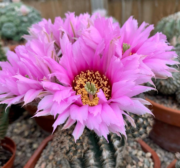 Echinocereus melanocentrus SEEDS | Unlock Unique Cactus Gems