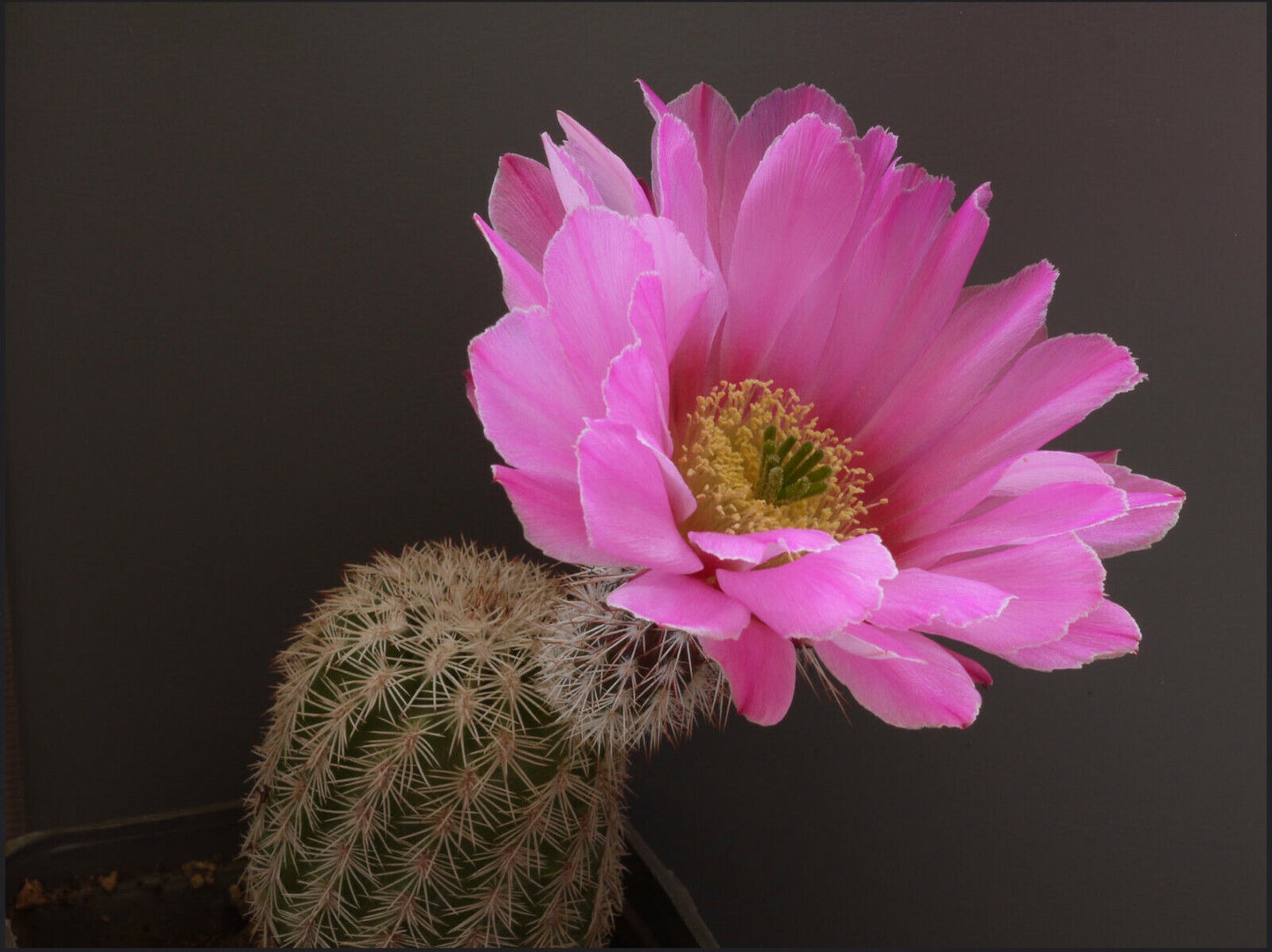 Echinocereus merkeri SEEDS