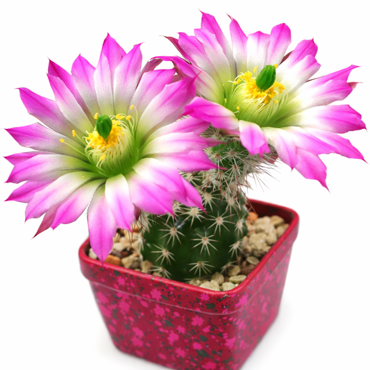 Echinocereus metorni SEEDS