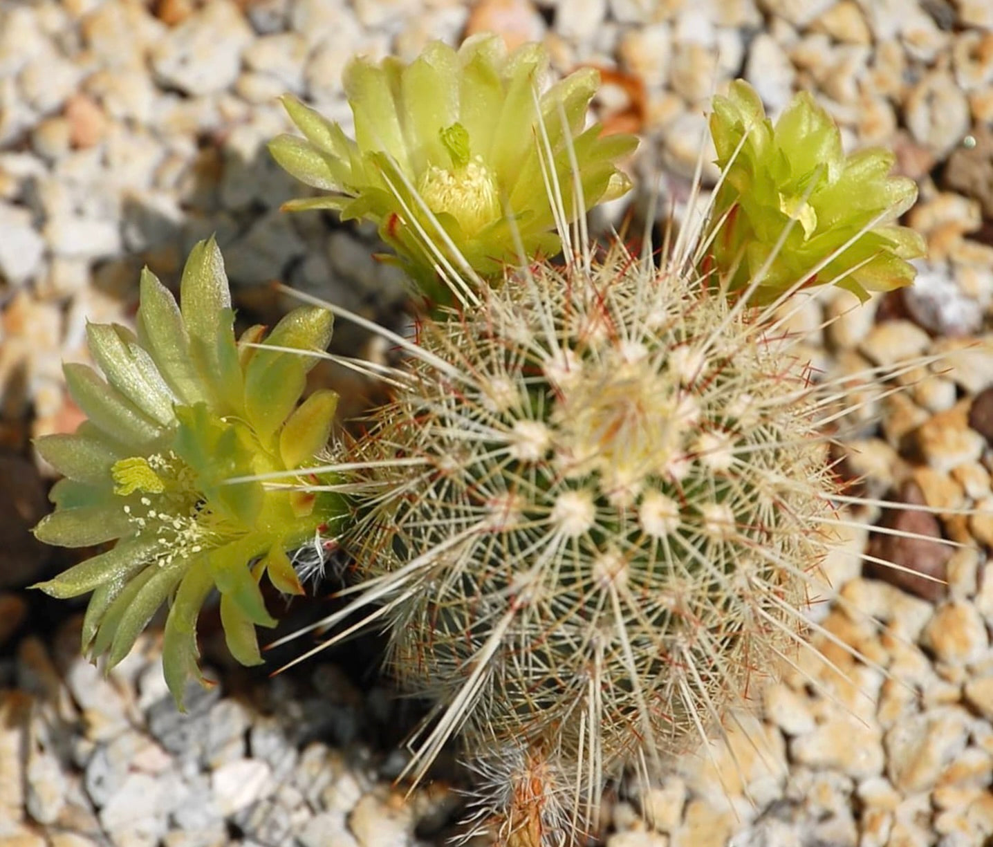 Echinocereus milleri HK370 SEEDS