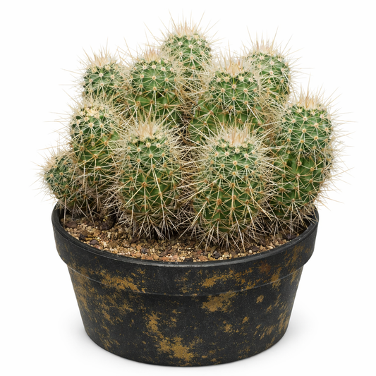 Echinocereus mombergerianus SEEDS