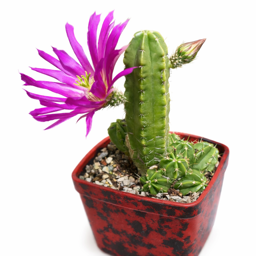 Echinocereus morricalii SEEDS