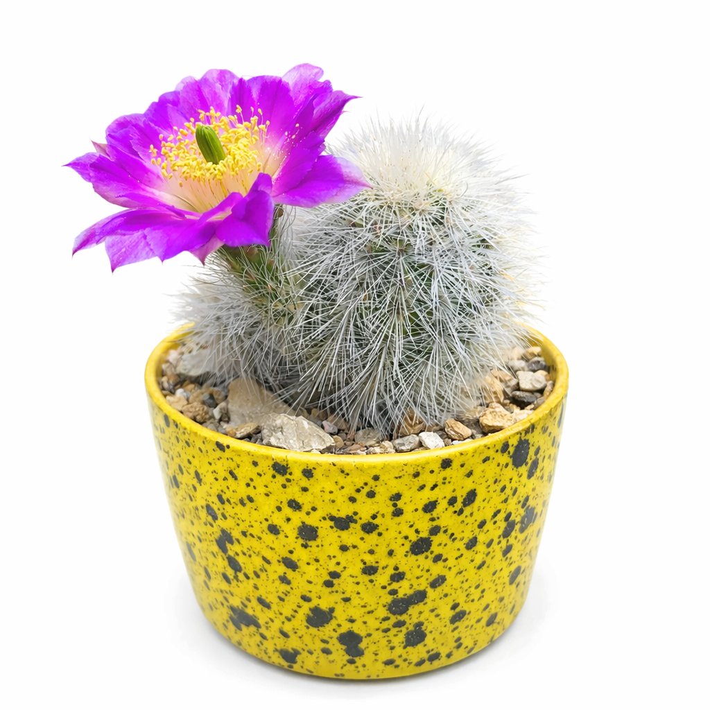 Echinocereus nivosus SAMEN