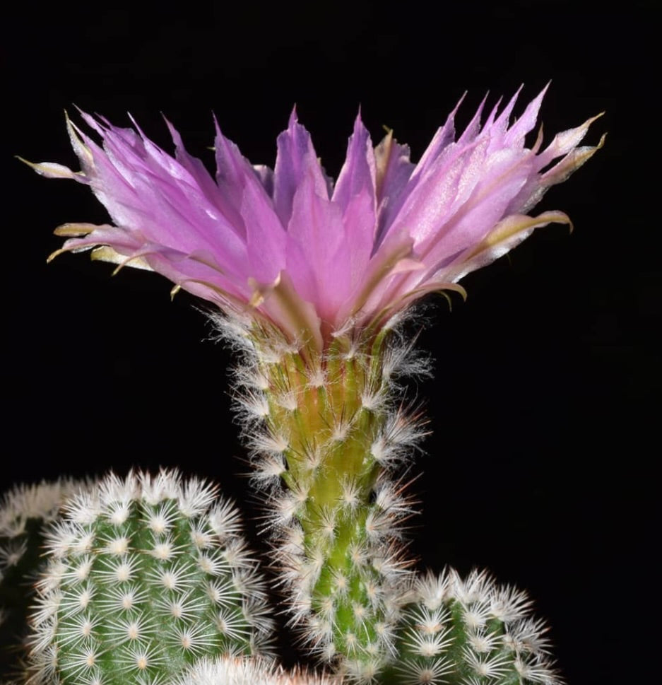 Echinocereus oklahomensis HK1844 SEEDS