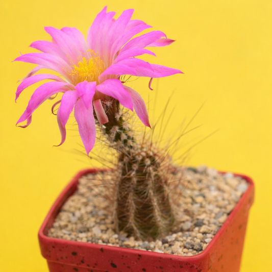 Echinocereus palmeri SEEDS