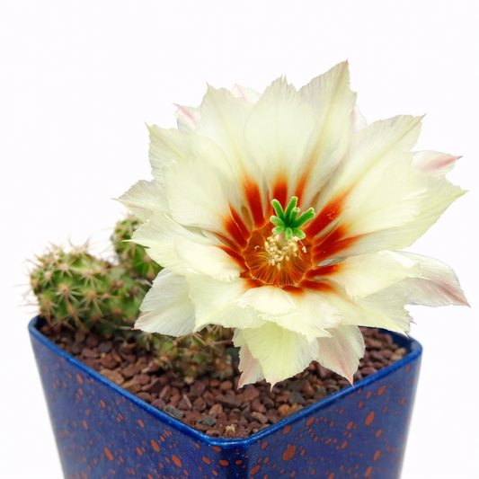 Echinocereus papillosus SEEDS