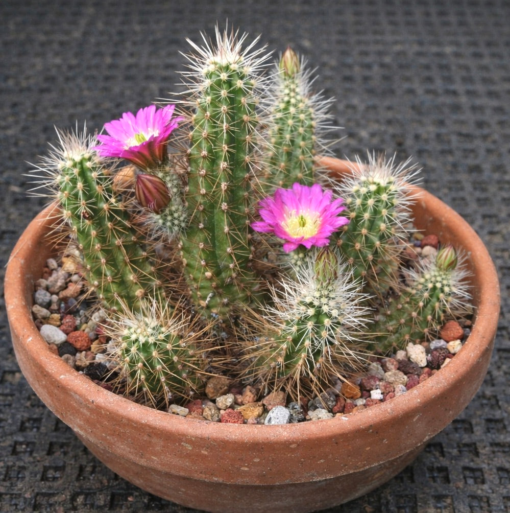 Echinocereus parkeri ssp. gonzalezii small spiny cactus with bright pink flowers in terracotta pot