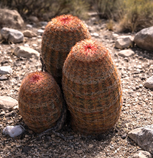 Groupe d'Echinocereus pectinatus, cactus désertiques cylindriques orange épineux avec des sommets rouges