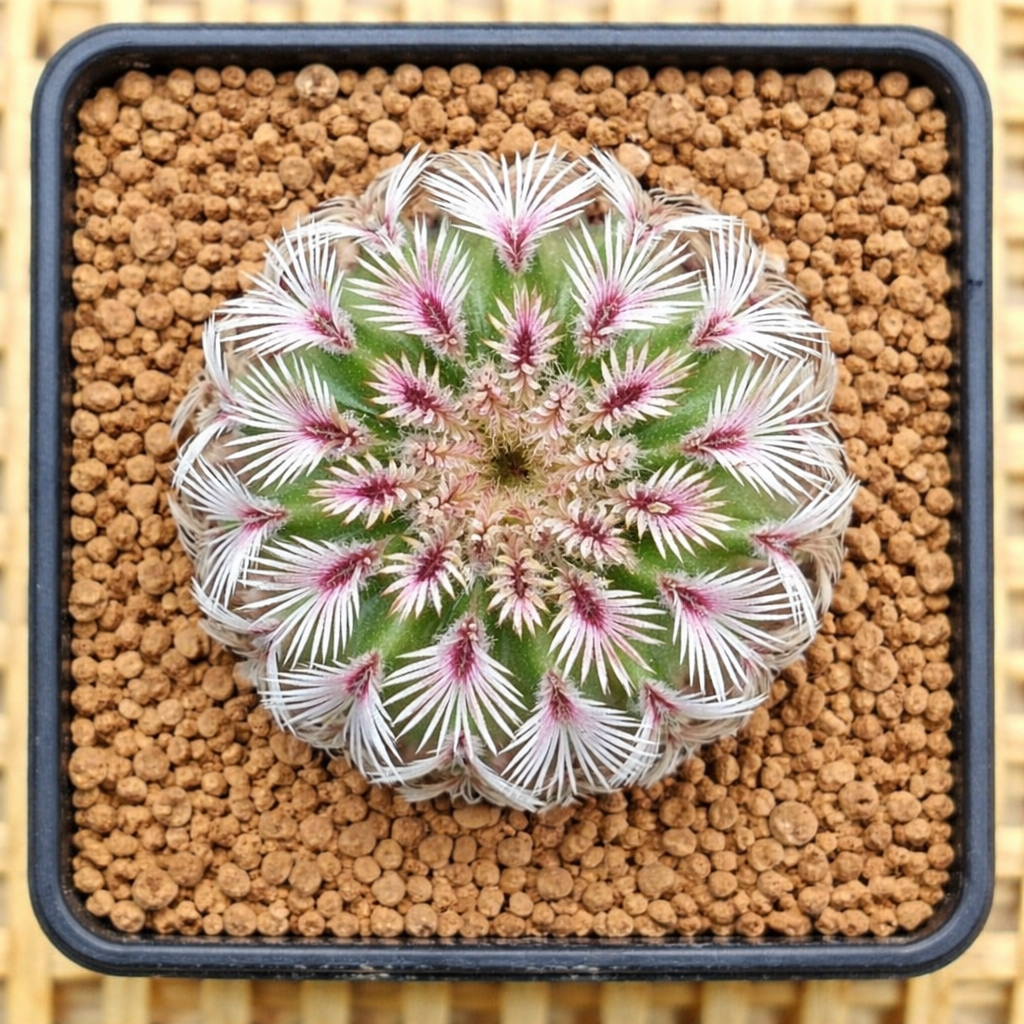 Echinocereus pectinatus cacto suculento com espinhos brancos e rosa em solo para vasos