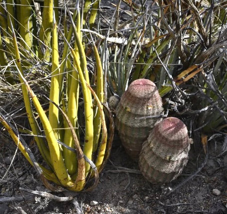 Echinocereus pectinatus (Corneto Pass) SEEDS