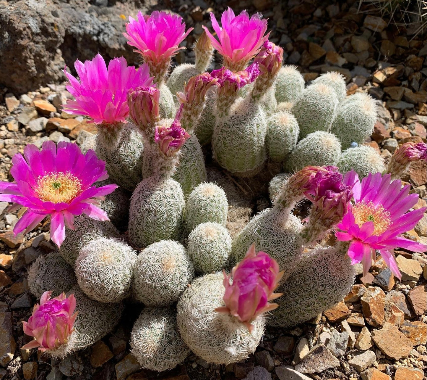 Echinocereus perbellus HK1810 SEEDS