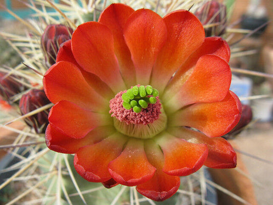 Echinocereus polyacanthus SEEDS