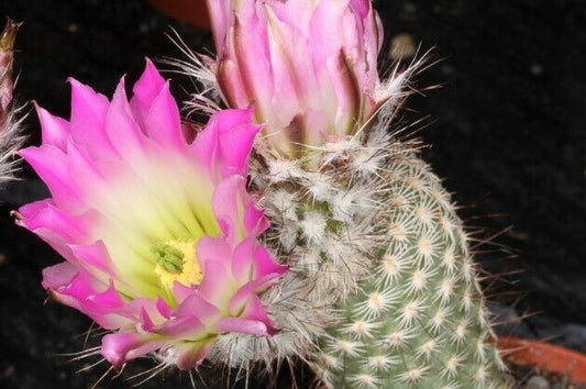 Echinocereus primolanatus SEEDS