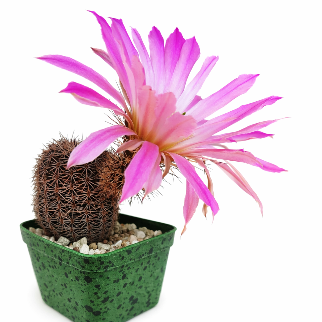 Echinocereus pseudopectinatus SEEDS