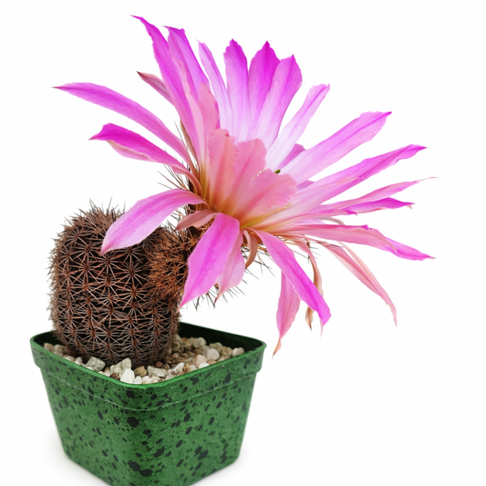 Echinocereus pseudopectinatus SEEDS