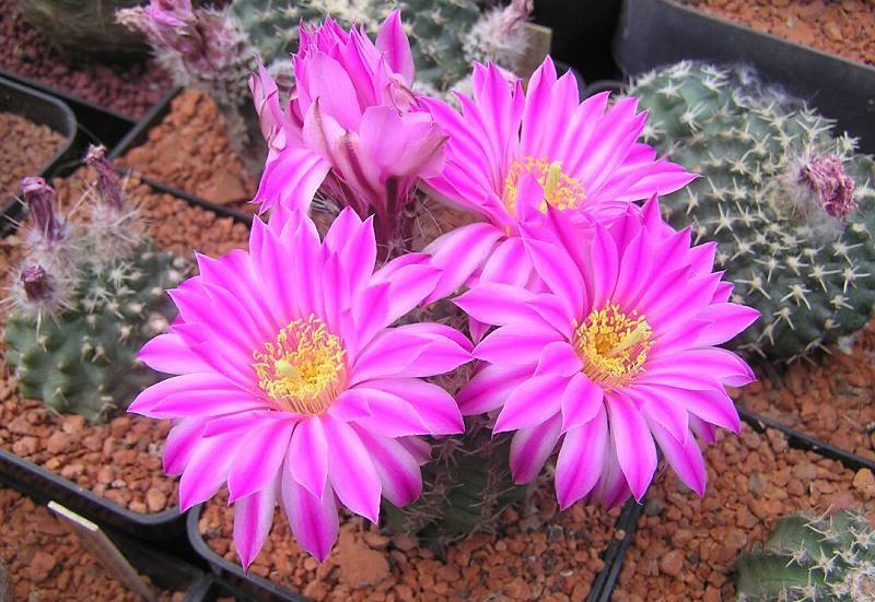 Echinocereus pulchellus pachuca SEEDS