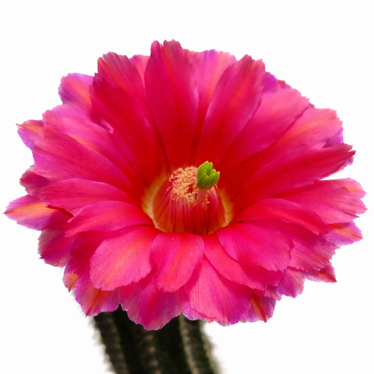 Echinocereus purpureus SEEDS