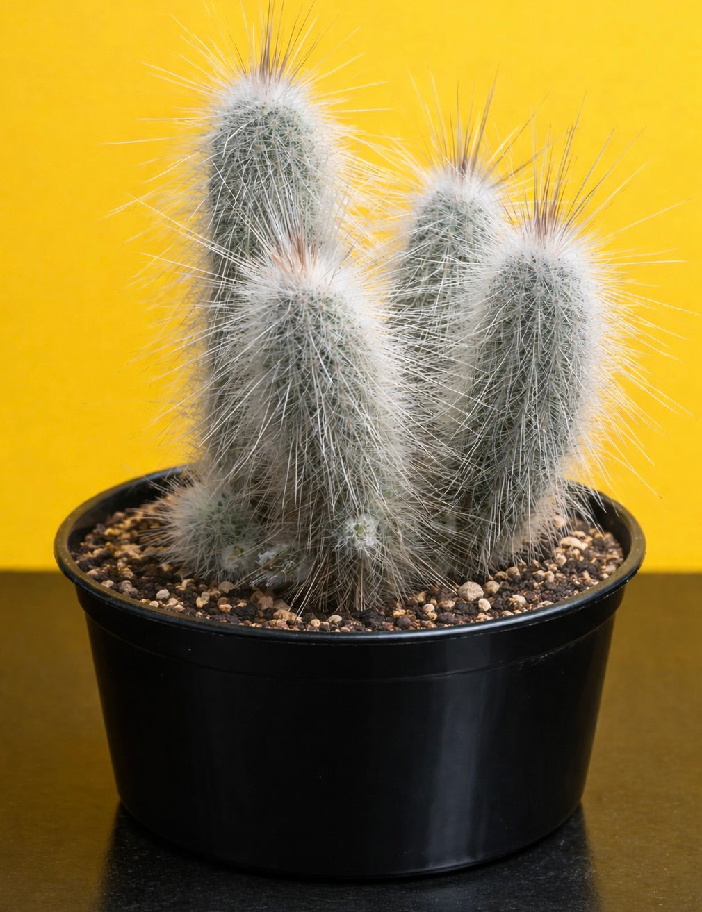 Echinocereus rayonensis L1101 SEEDS