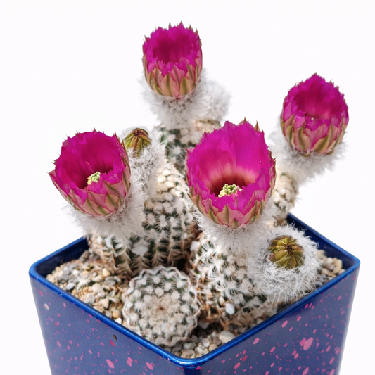 Echinocereus reichenbachii SEEDS