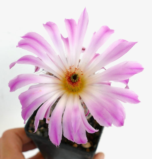 Echinocereus rigidissimus subs. rubispinus (white light pink flowers) SEEDS