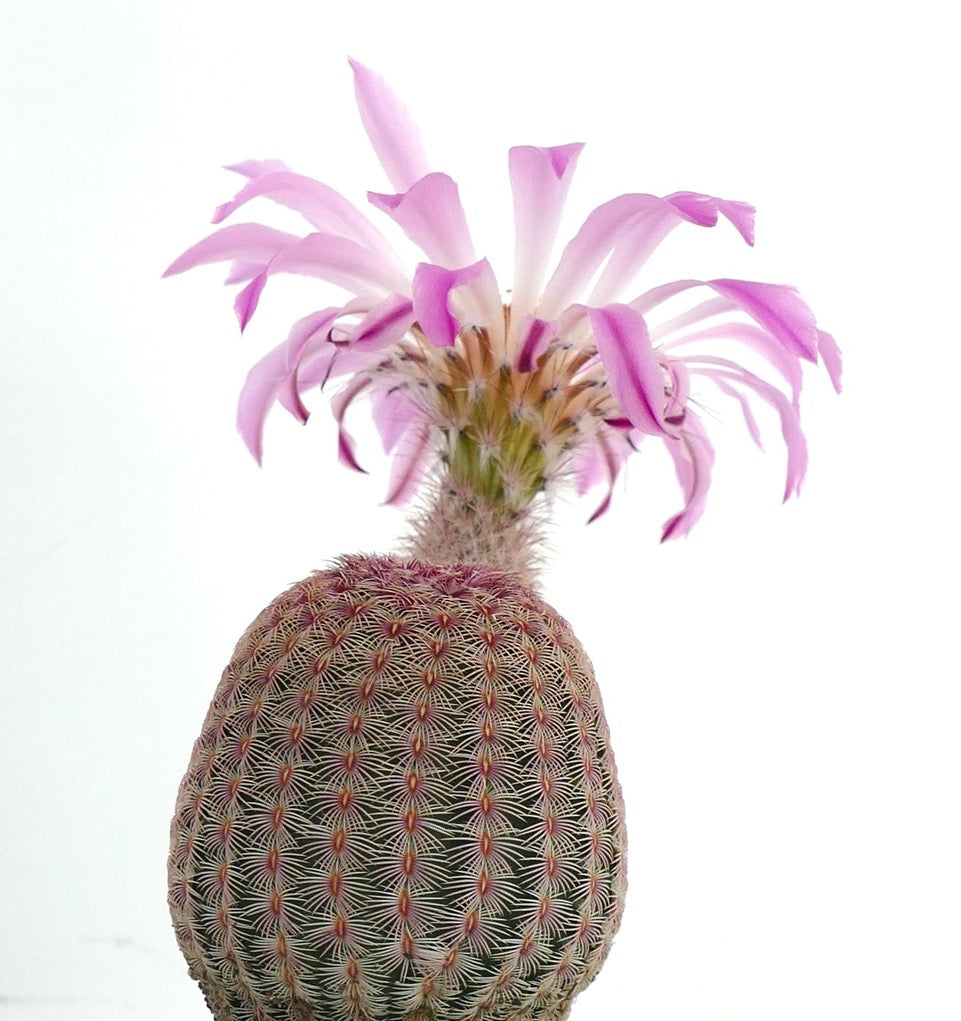 Echinocereus rigidissimus subs. rubispinus (white light pink flowers) SEEDS