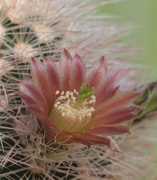 Echinocereus russanthus v. fiehnii LAU1076 SEEDS