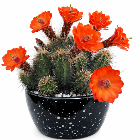 Echinocereus salm-dyckianus SEEDS