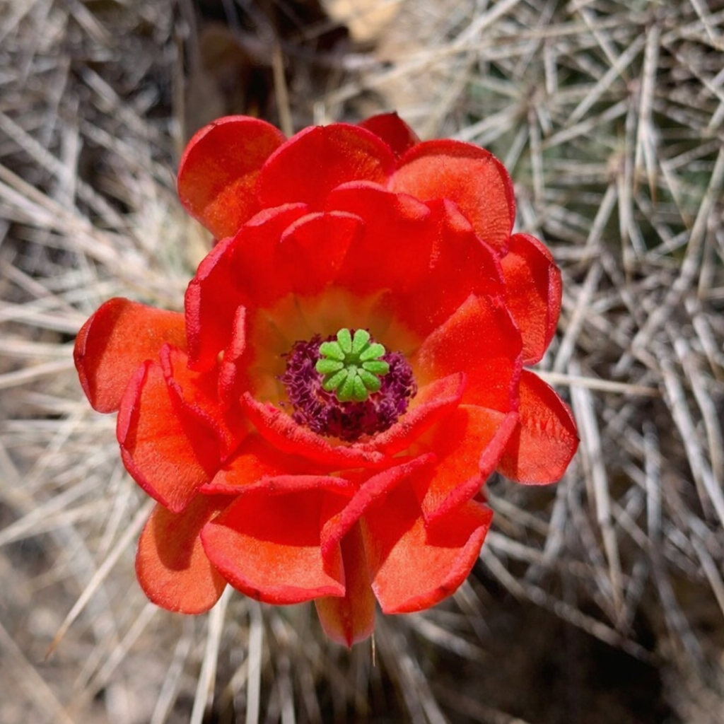 Echinocereus santaritensis lys rød kaktusblomst med grønt og lilla senter og taggete bakgrunn